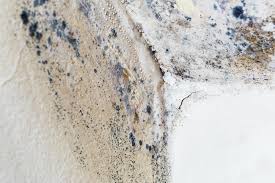 Best Emergency Mold Remediation  in Centereach, NY